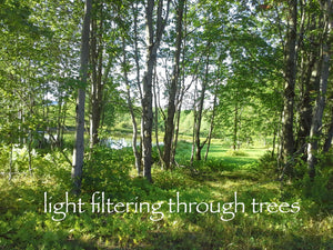 light filtering through trees