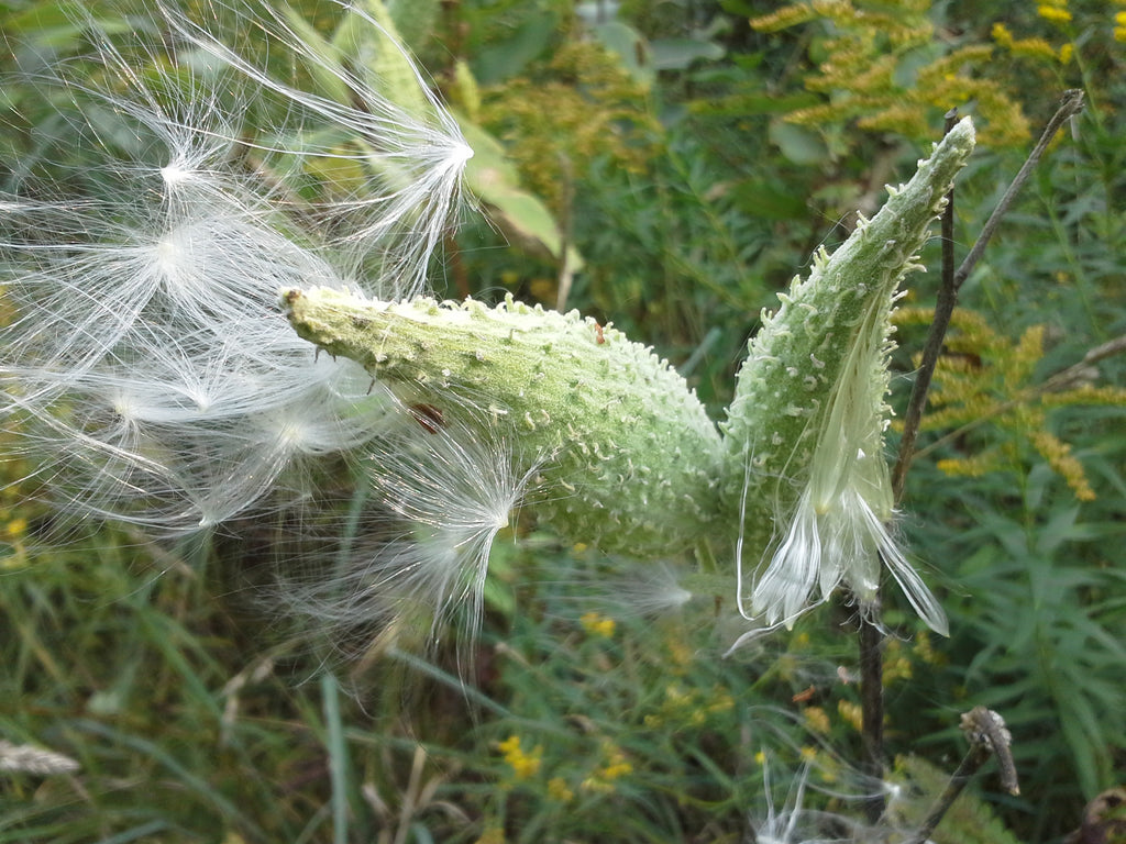 Milkweed meadows