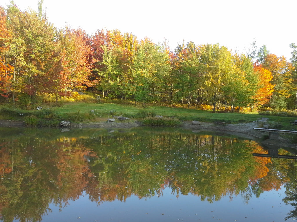 Autumn Beauty