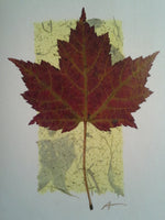 Red Maple - pack of 4 cards