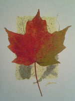 Sugar Maple - pack of 4 cards